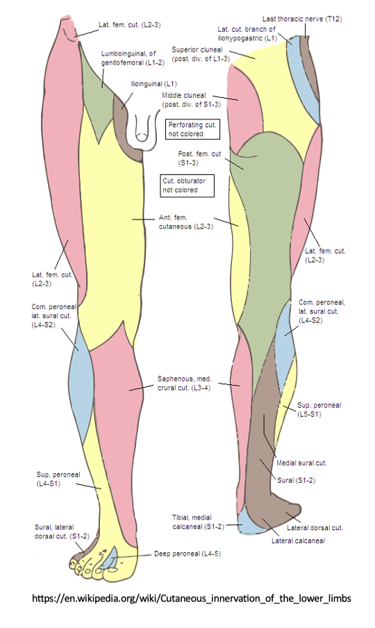 An Electromyographer's Approach to the Neurologic Exam - EMG Solutions